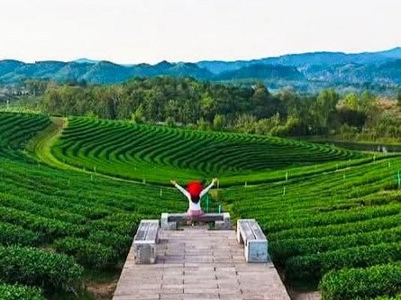 choui fong tea plantation